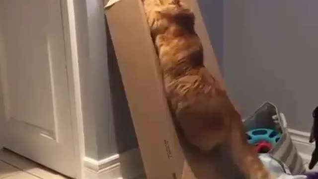 Cute Cat🐈💞 .