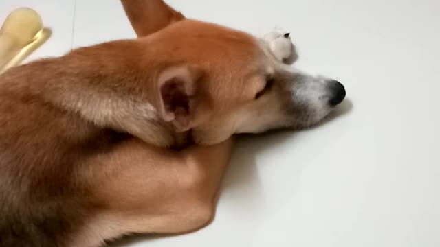 FUNNY DOG HAVING A BAD DREAM|BARKING WHILE SLEEPING|NEO'S ADVENTURE