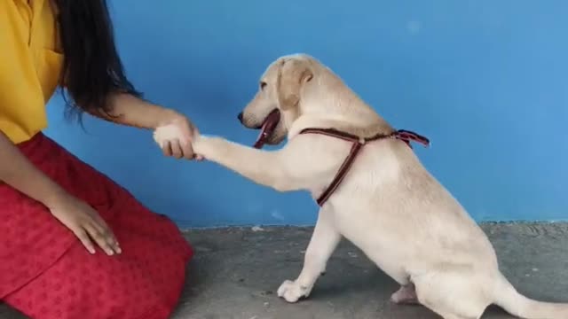 Top 10 dog tricks labrador dog Labrador dog training Labrador retriever puppy dog sou