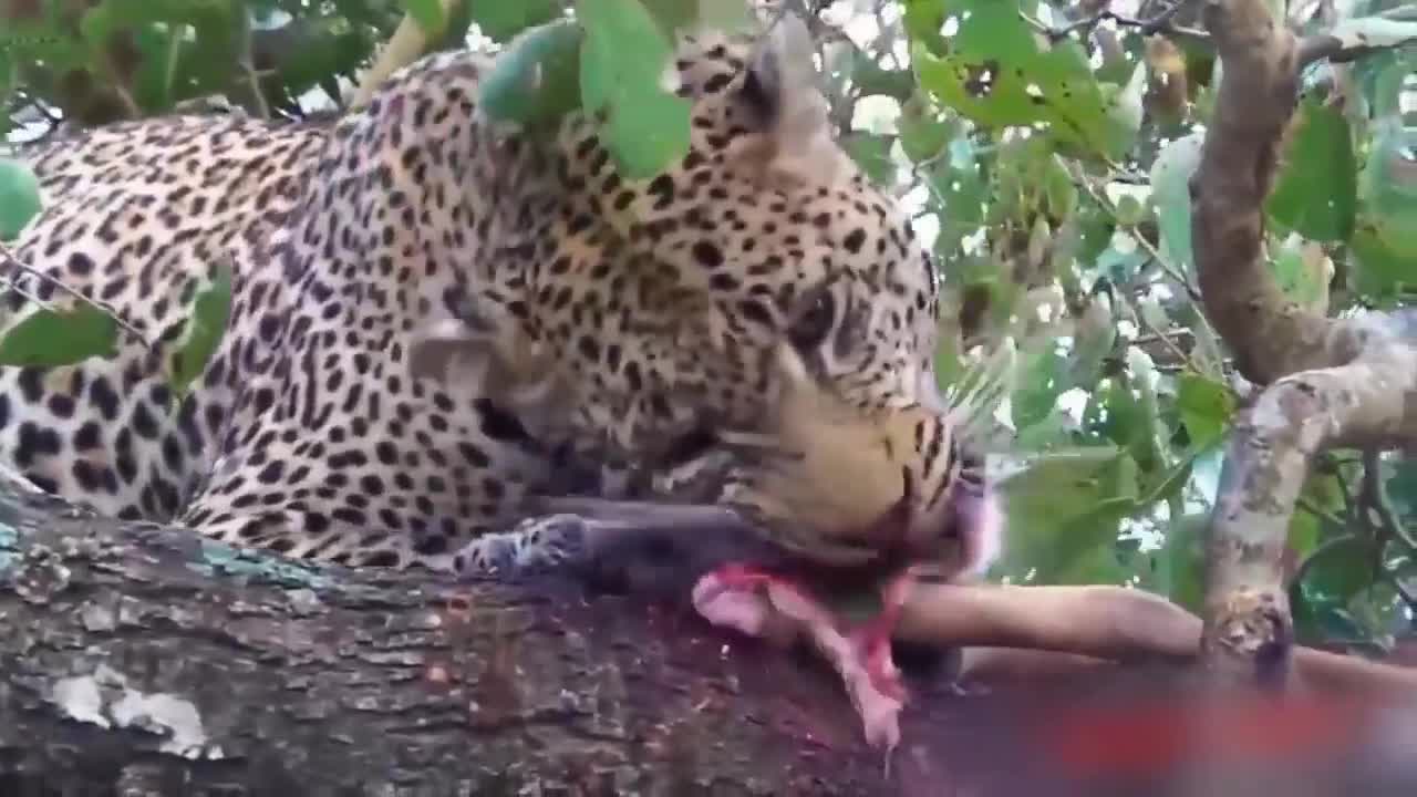 Wild animal fight