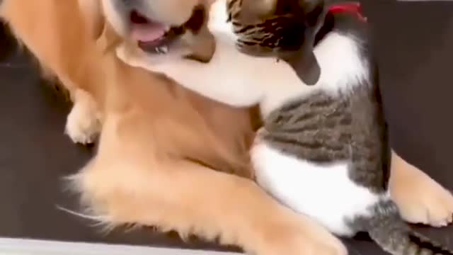 Aww Cute Dog and Cat - Funny Dog Videos 🐾