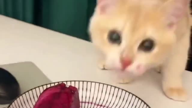 Lovely everyday, greedy kitten!