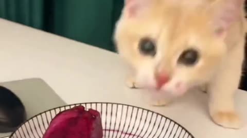 Lovely everyday, greedy kitten!