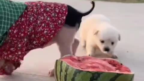 A pig that eats watermelon and dances