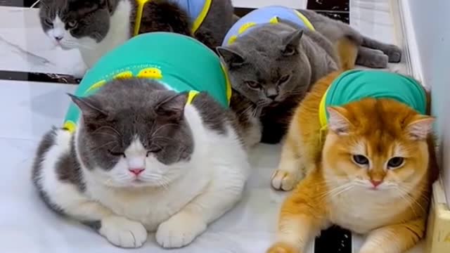 What do you think of my cats? I think they're too fat