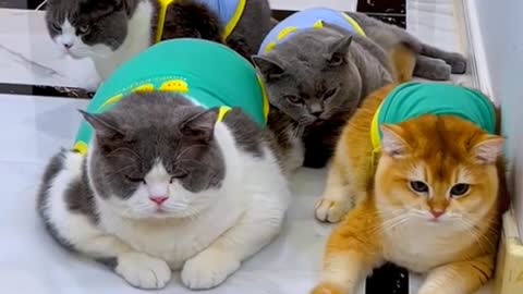 What do you think of my cats? I think they're too fat