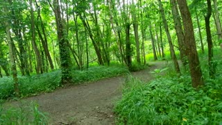 Trail by the river