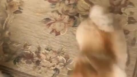 Funny Dog Steals Sock and becomes hyperactive!