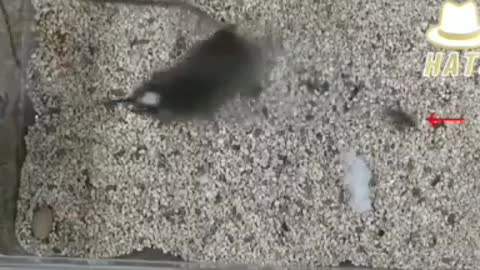 Mice test proves the power of frequency on behaviour. 5G is behaviour control.