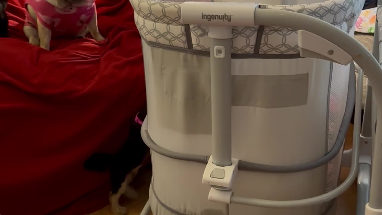Determined Pup Dives Into Treat-Filled Bassinet