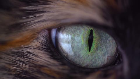 Can you imagine this eye of any animal?