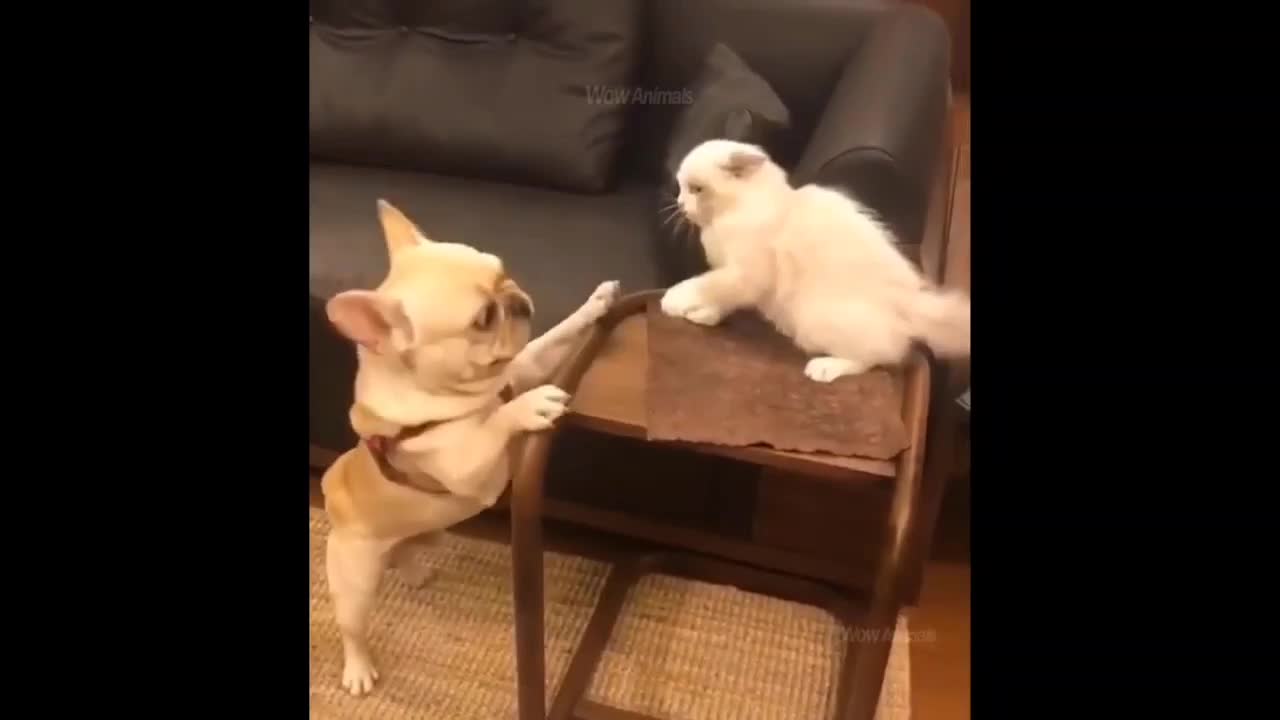 Funny Dog Playing with Funny Cat in Home