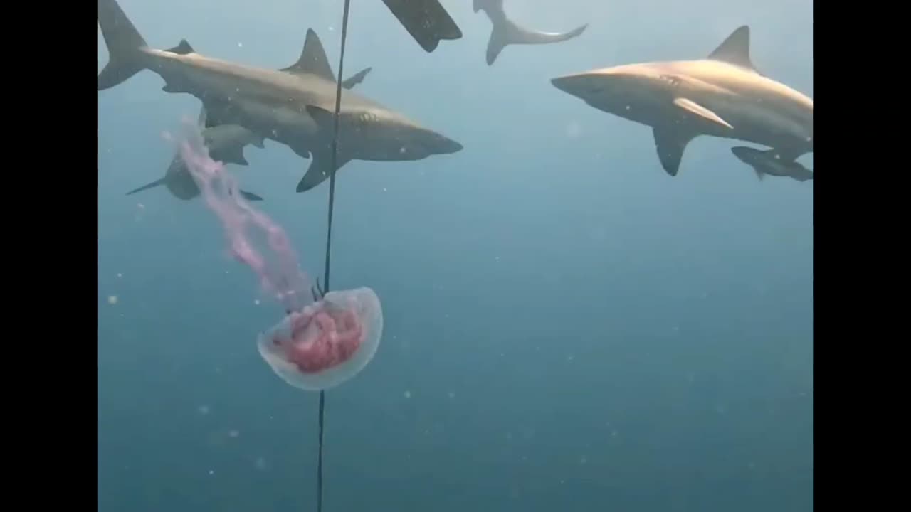 Cool Jellyfish Surrounded by Sharks