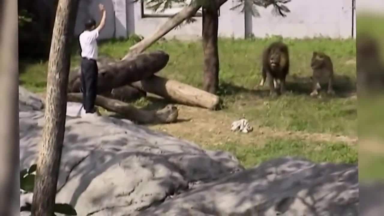 Crazy man vs lions