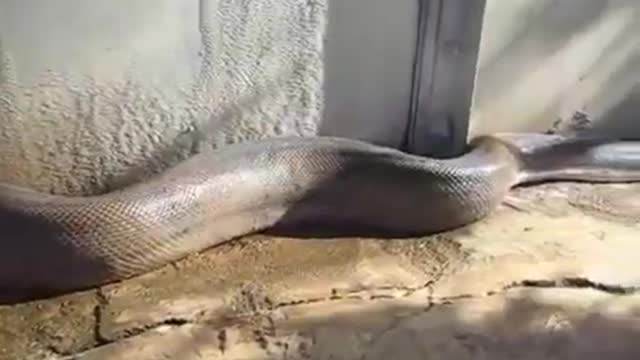 Snake funny video