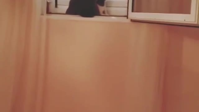 Cat 👻