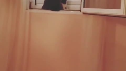 Cat 👻