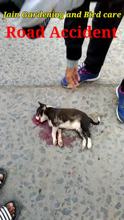 Accident Street Dog. Street Dog Rescue
