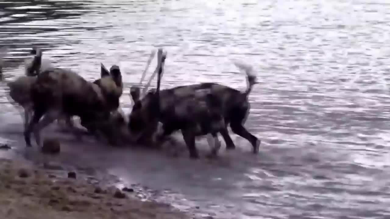 Epic Battle Of Wild dogs vs Animals