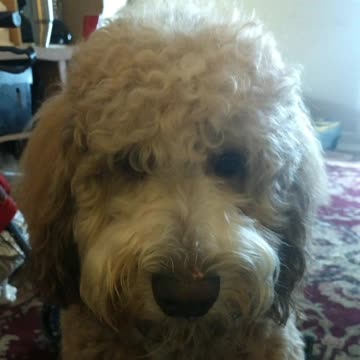 HARRY FROM NORTH CAROLINA