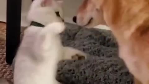 Cats 😹 Shorts Funny Animals 🐾 Shorts Animals