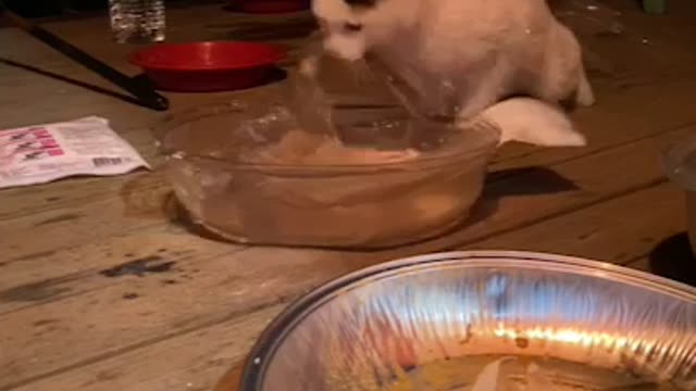 The cat eventually succeeds in fishing.