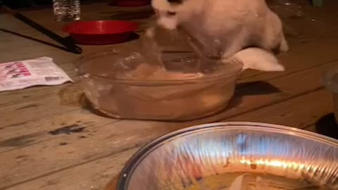 The cat eventually succeeds in fishing.