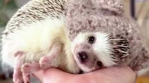 Hedgehog