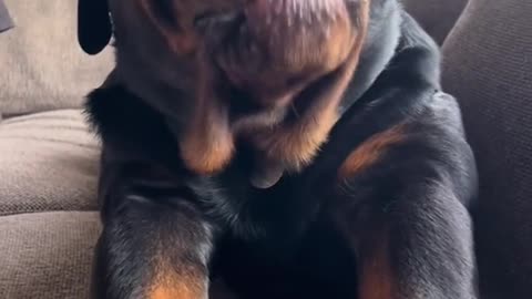 Rottweiler Sings Along to Music: Adorable Dog Performance