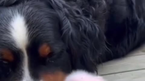#FunnyPets_ Baby Piglet with Dogs! 🐷🐕