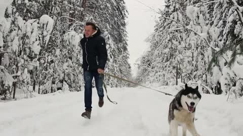 In the winter forest, a man in a black jacket and jeans runs with a Siberian husky dog