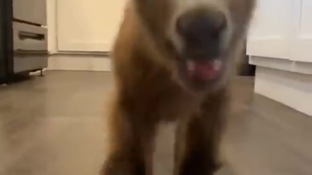 Cute Baby Animals on Tiktok