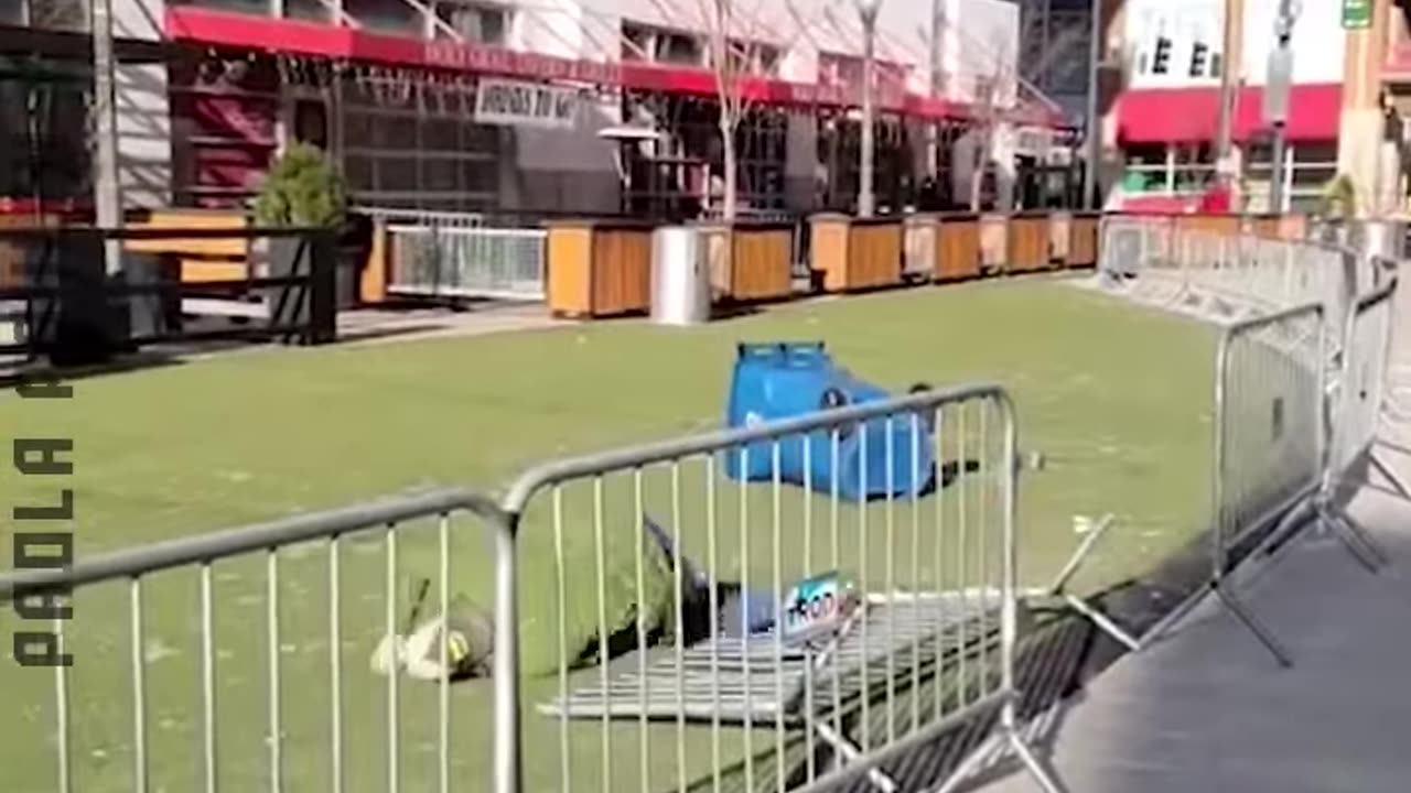 Fails You Can't Miss