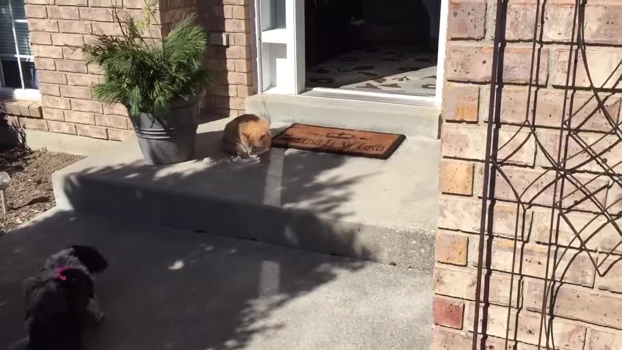 Dog meets Cat for the first time.