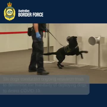 Latest COVID-19 detector dog research and trials underway at Adelaide Airport