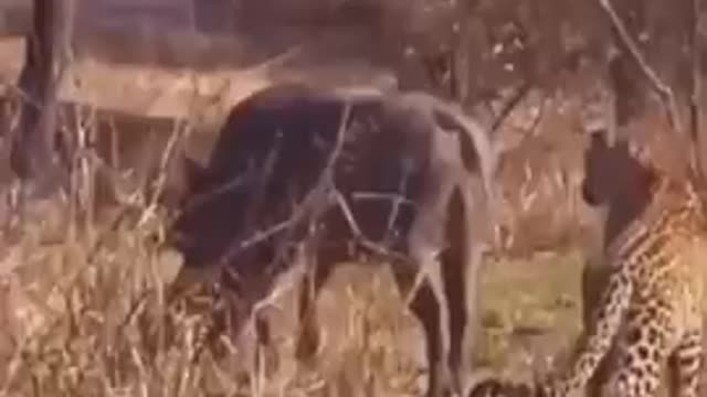 funny leopard