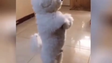 Funny Cats And Dogs Rumble