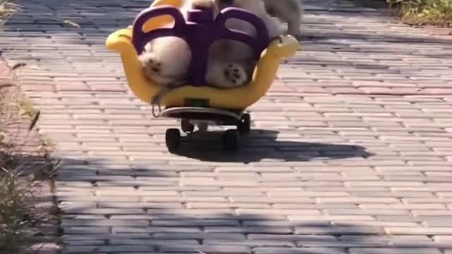 Puppy crashes in toy car for the first time