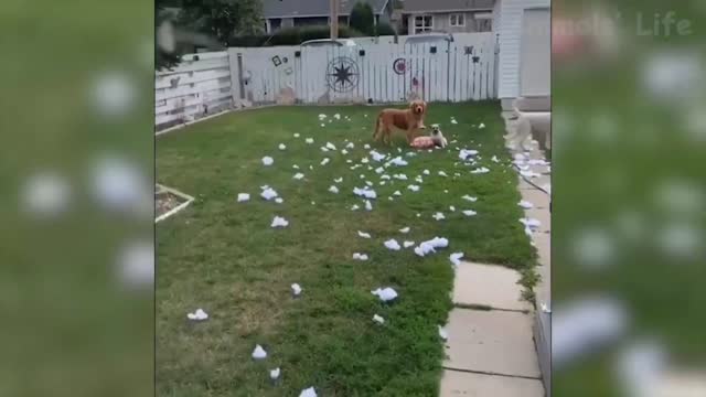 Very funny video how cute animals come on