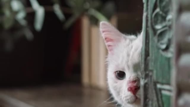 funny cat expression