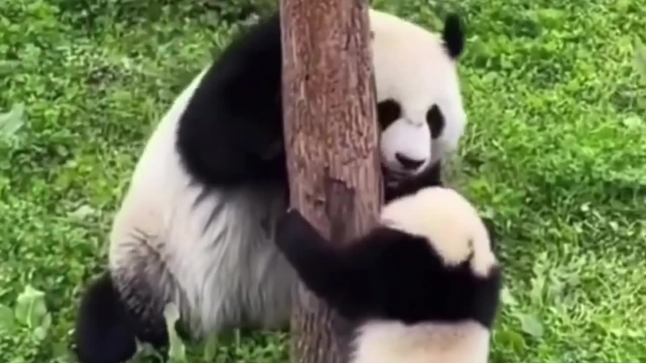 Cutie😍🥰😍 🐼🐼🐼Panda🐼🐼🐼🐼