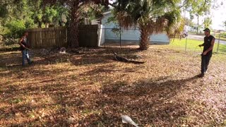 Riders Discover Camouflaged Gator