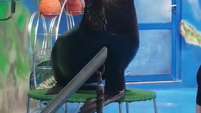 Soo funny! Dolphins and fur seal playing