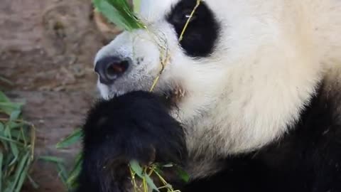 panda