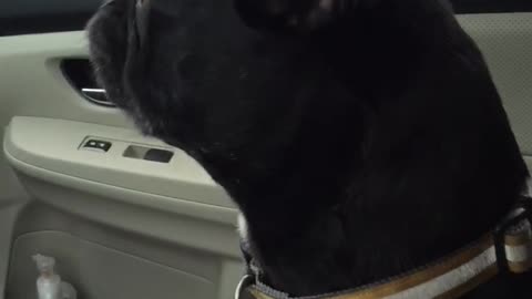 Black french bulldog squeaks about frisbee in car