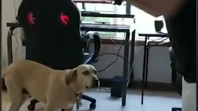 cute dog reaction my dog get scary reaction