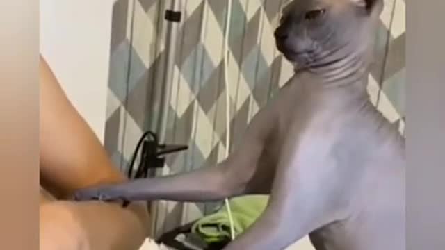 😂 OMG 😂Cute Cats Doing Funny Things 😍 Funniest Cats Video 😍