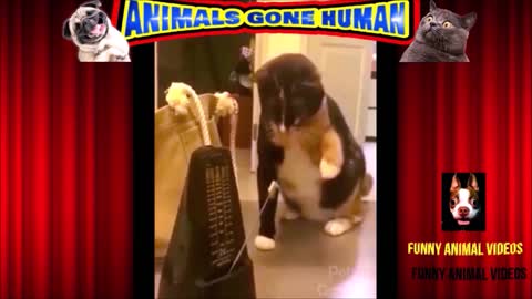 Big kitty attacks annoying ticking machine!