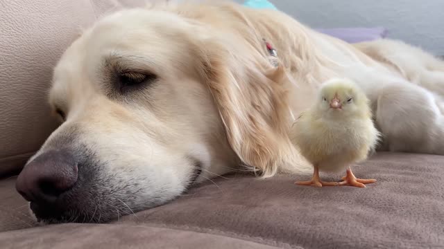 Golden Retriever Meets Newborn Baby