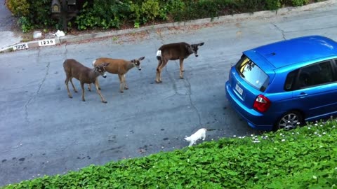 Top video. Meeting of the cat with the deer.